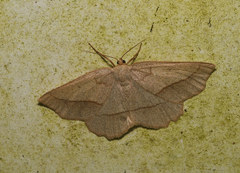 Euchlaena irraria