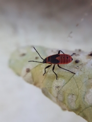 Pyrrhocoris apterus