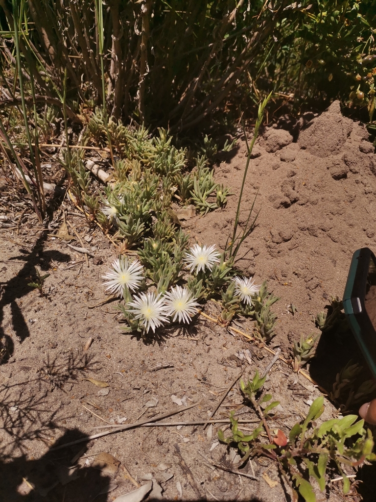 Mesembryanthemum canaliculatum, University of the Western Cape, Life Sciences Building, 2.15, New, Bellville, 7535, South Africa