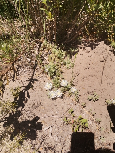 Mesembryanthemum canaliculatum