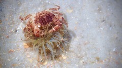 Pachygrapsus