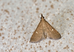 Dolicharthria punctalis