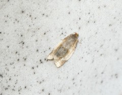 Clepsis melaleucanus