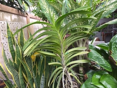 Vanda