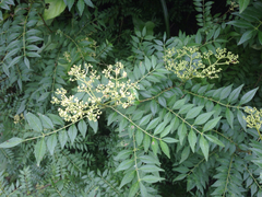Zanthoxylum schinifolium