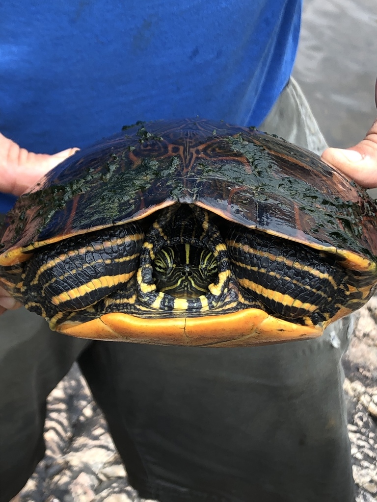 Cooters from Haw River, Chapel Hill, NC, US on May 23, 2019 at 01:30 PM ...