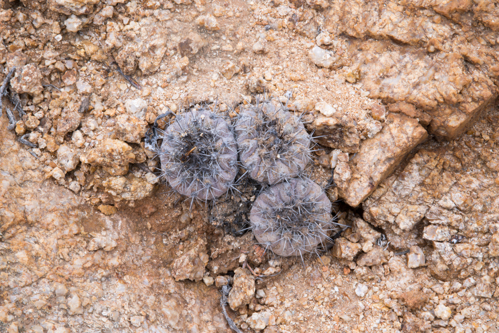 Copiapoa angustiflora