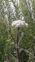 Heracleum sphondylium sphondylium
