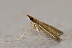 Dolicharthria punctalis