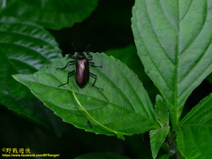 Andocamaria formosana