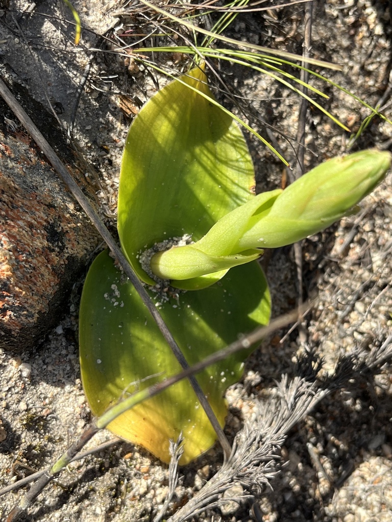 Satyrium jacottetiae