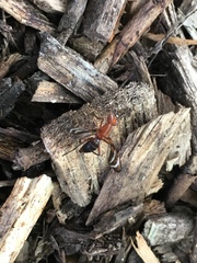 Tritoxa incurva
