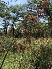 Cladium mariscus jamaicense