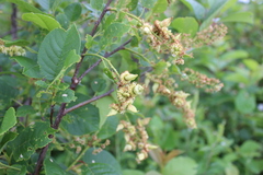 Taphrina communis