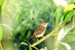 Helopsaltes certhiola