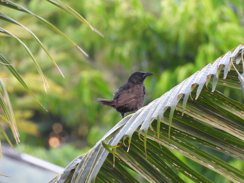 Samoan Starling (Aplonis atrifusca), photo 10