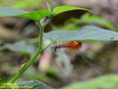 Spilarctia subcarnea