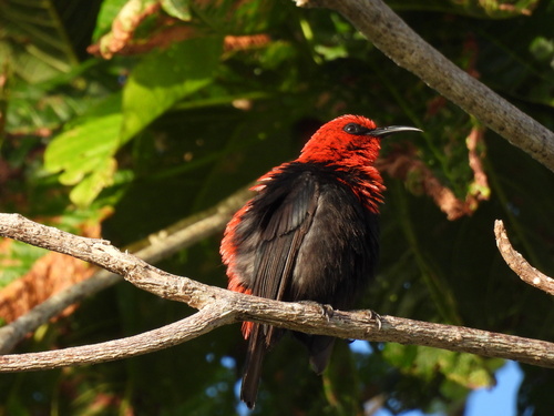 Samoan Myzomela (Myzomela nigriventris), photo 7