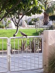 Streptopelia decaocto