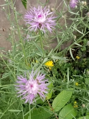 Centaurea