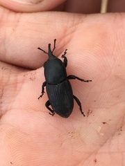 Scyphophorus