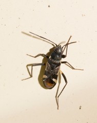 Dieuches maculicollis