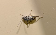 Dieuches maculicollis