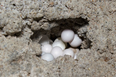 Cnemaspis mysoriensis