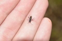 Dieuches maculicollis