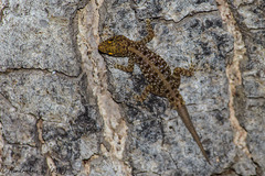 Cnemaspis mysoriensis