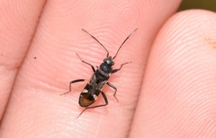 Dieuches maculicollis