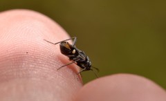 Dieuches maculicollis