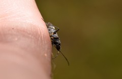 Dieuches maculicollis