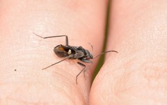 Dieuches maculicollis