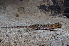 Cnemaspis mysoriensis