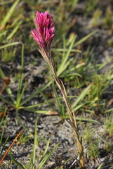 Castilleja lemmonii