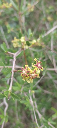 Image of Periploca angustifolia by (c) BIONNB, some rights reserved (CC BY)