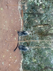 Cercopithecus mitis kolbi