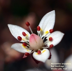 Micranthes bryophora