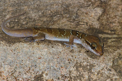 Hemidactylus triedrus