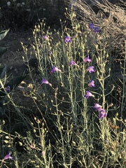 Penstemon incertus