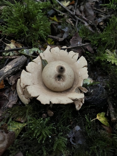 Collared Earthstar