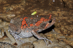 Ceylon Kaloula photo 3