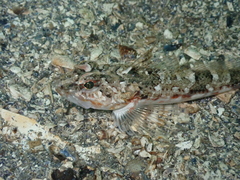 Roughback Sculpin photo 2