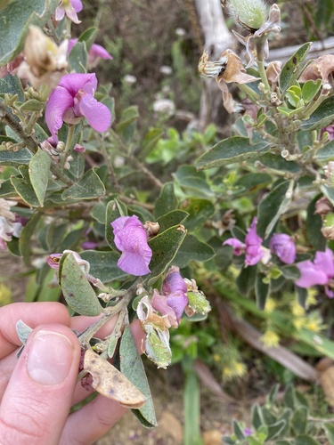 Image of Podalyria calyptrata by (c) migsgreenworld, some rights reserved (CC BY)