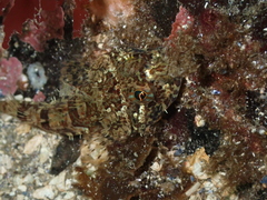 Northern Sculpin photo 3