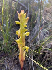 Two-horned Satyrium (Satyrium bicorne)