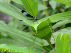 Psolodesmus mandarinus