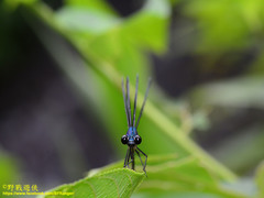 Psolodesmus mandarinus