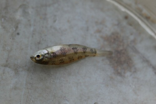 Gevlekte schaakbord-dwergcichlide (Dicrossus maculatus) — Cichlidae — 4